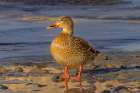 USA, Colorado, Fort Collins. Female American mallard duck in shallow water. Art Print